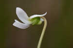 Bog white violet